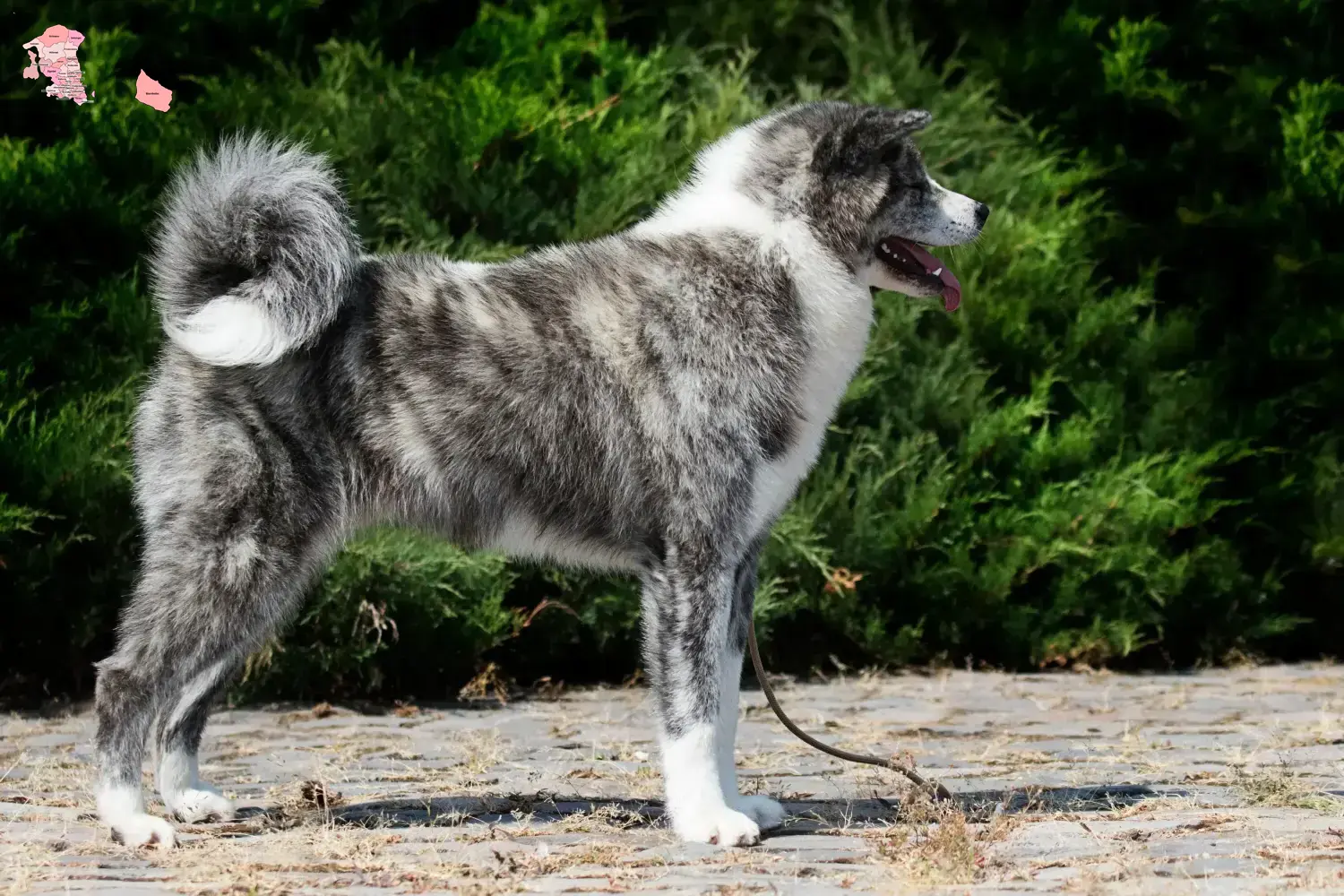 Akita puppies and breeder Hovedstaden Here you can find Akitas breeders in Hovedstaden.