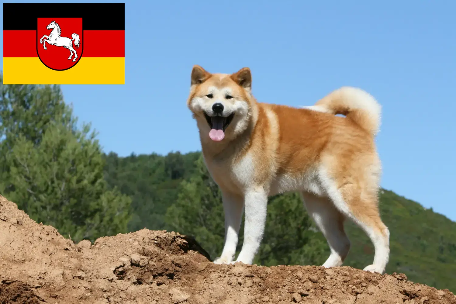 Akita puppies and breeders Lower Saxony Here you can find Akitas breeders in Lower Saxony.