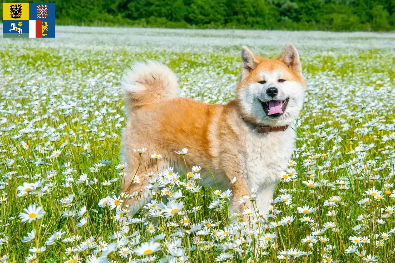 Akita puppies and breeders Moravia-Silesia Here you can find Akita breeders in Moravia-Silesia.
