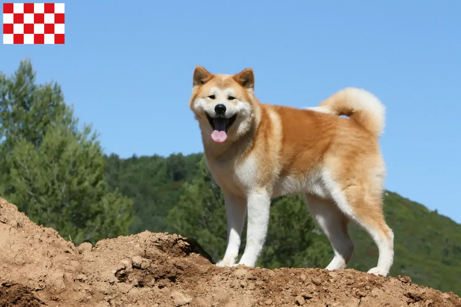 Akita puppies and breeders North Brabant Here you can find Akitas breeders in North Brabant.