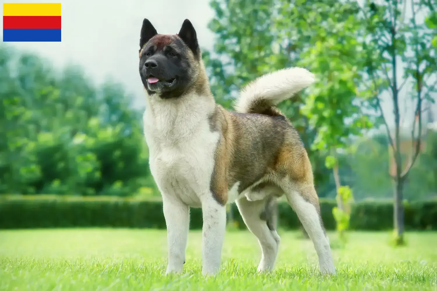 Akita puppies and breeders North Holland Here you can find Akitas breeders in North Holland.