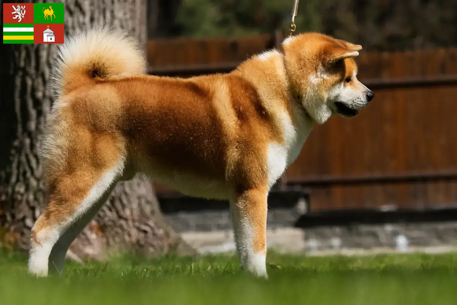 Read more about the article Akita breeders and puppies in Pilsen