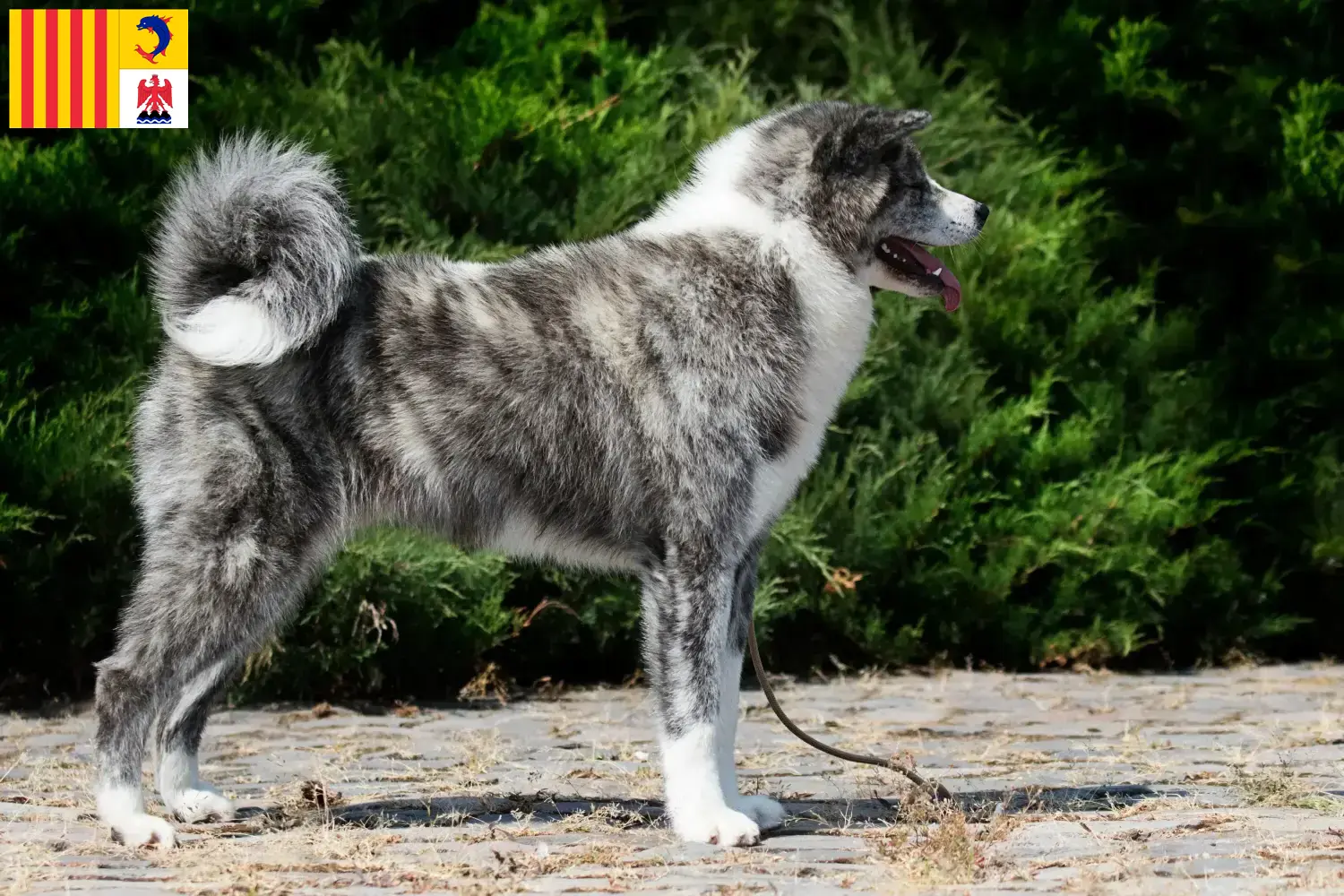 Read more about the article Akita breeders and puppies in Provence-Alpes-Côte d’Azur