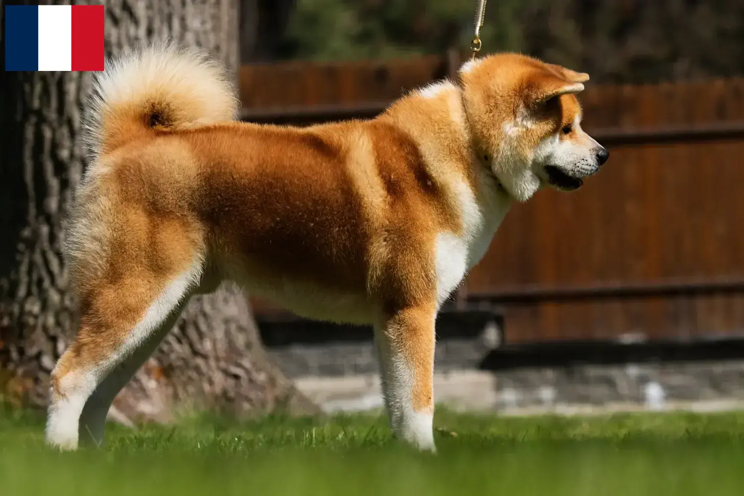 Akita puppies and breeders Réunion Find Akita breeders auf Réunion here.