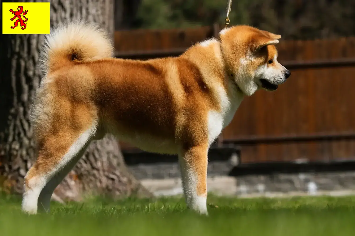 Akita puppies and breeders South Holland Here you can find Akitas breeders in South Holland.