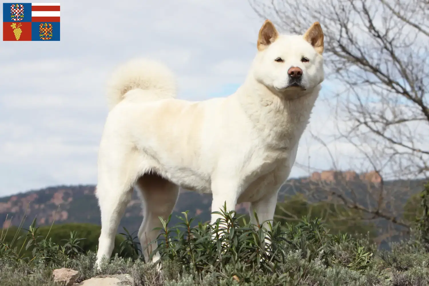 Akita puppies and breeders South Moravia Here you can find Akitas breeders in South Moravia.