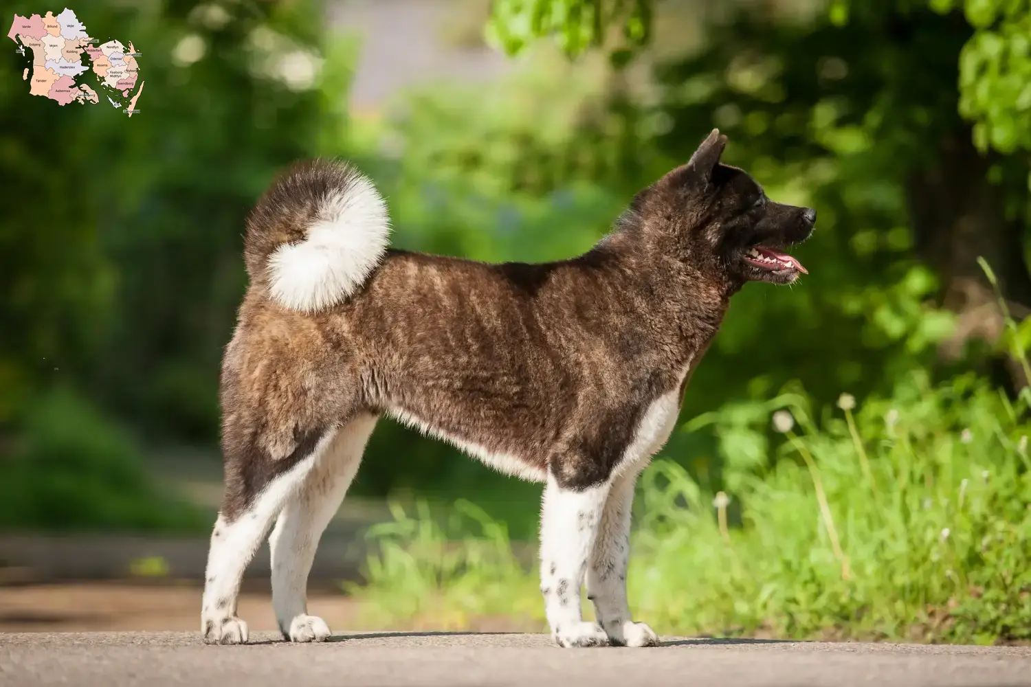 Akita puppies and breeders Syddanmark Here you can find Akitas breeders in Syddanmark.