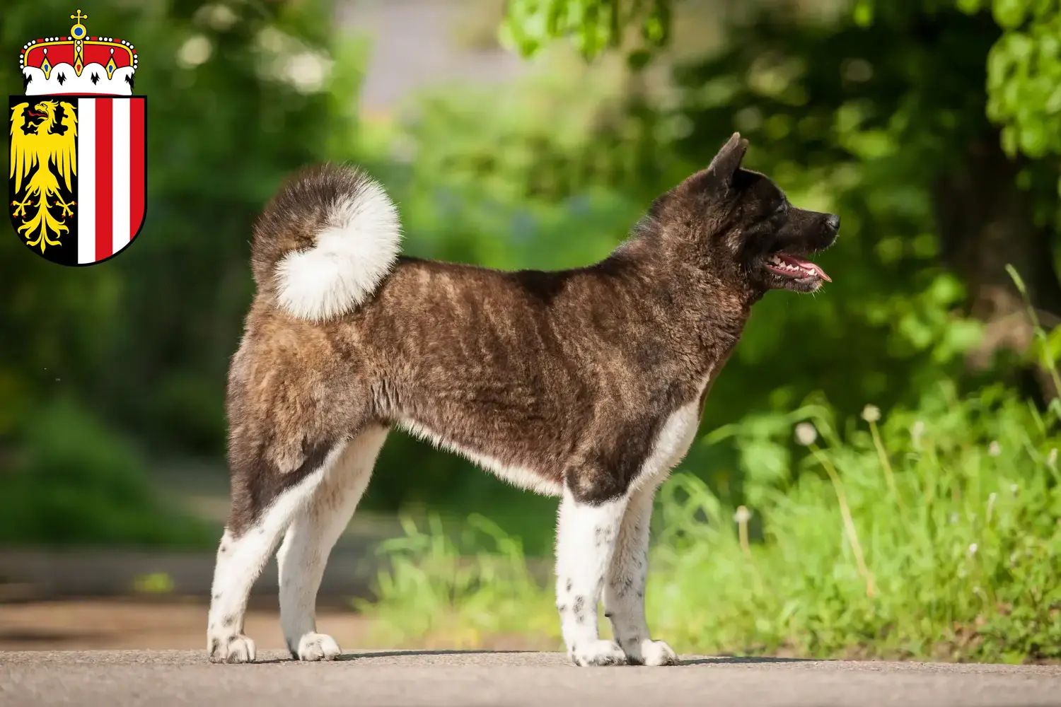 Akita puppies and breeders Upper Austria Here you can find Akitas breeders in Upper Austria.