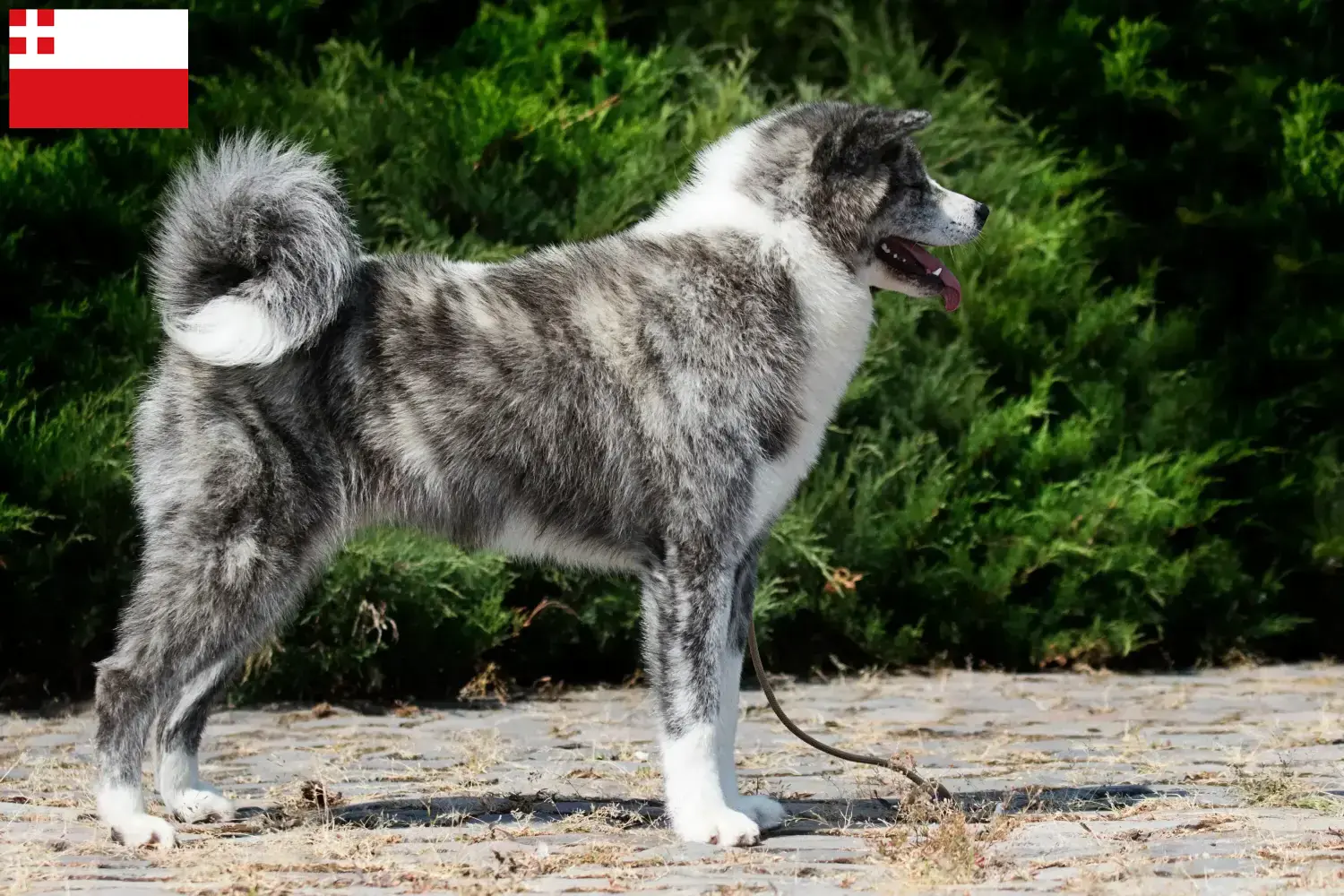 Akita puppies and breeders Utrecht Here you can find Akitas breeders in Utrecht.