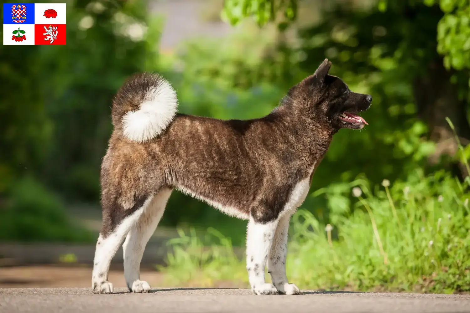 Akita puppies and breeder Vysočina Here you can find Akitas breeders in Vysočina.