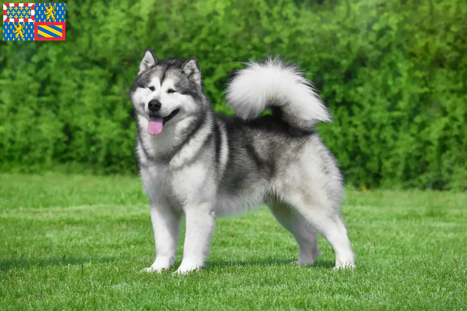Alaskan Malamute puppies and breeders Bourgogne-Franche-Comté Find Alaskan Malamutes breeders in Bourgogne-Franche-Comté.