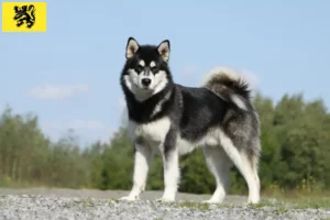 Read more about the article Alaskan Malamute breeders and puppies in Flanders