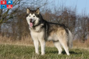 Read more about the article Alaskan Malamute breeders and puppies in Karlsbad
