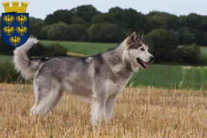 Read more about the article Alaskan Malamute breeders and puppies in Lower Austria