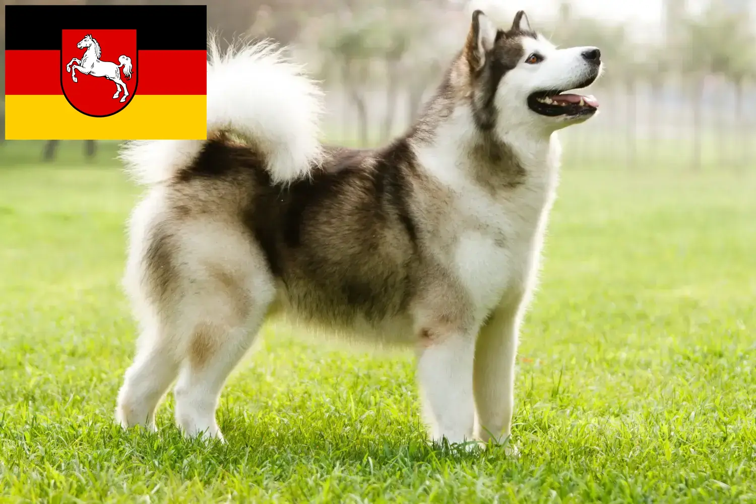 Alaskan Malamute puppies and breeders Lower Saxony Here you can find Alaskan Malamutes breeders in Lower Saxony.
