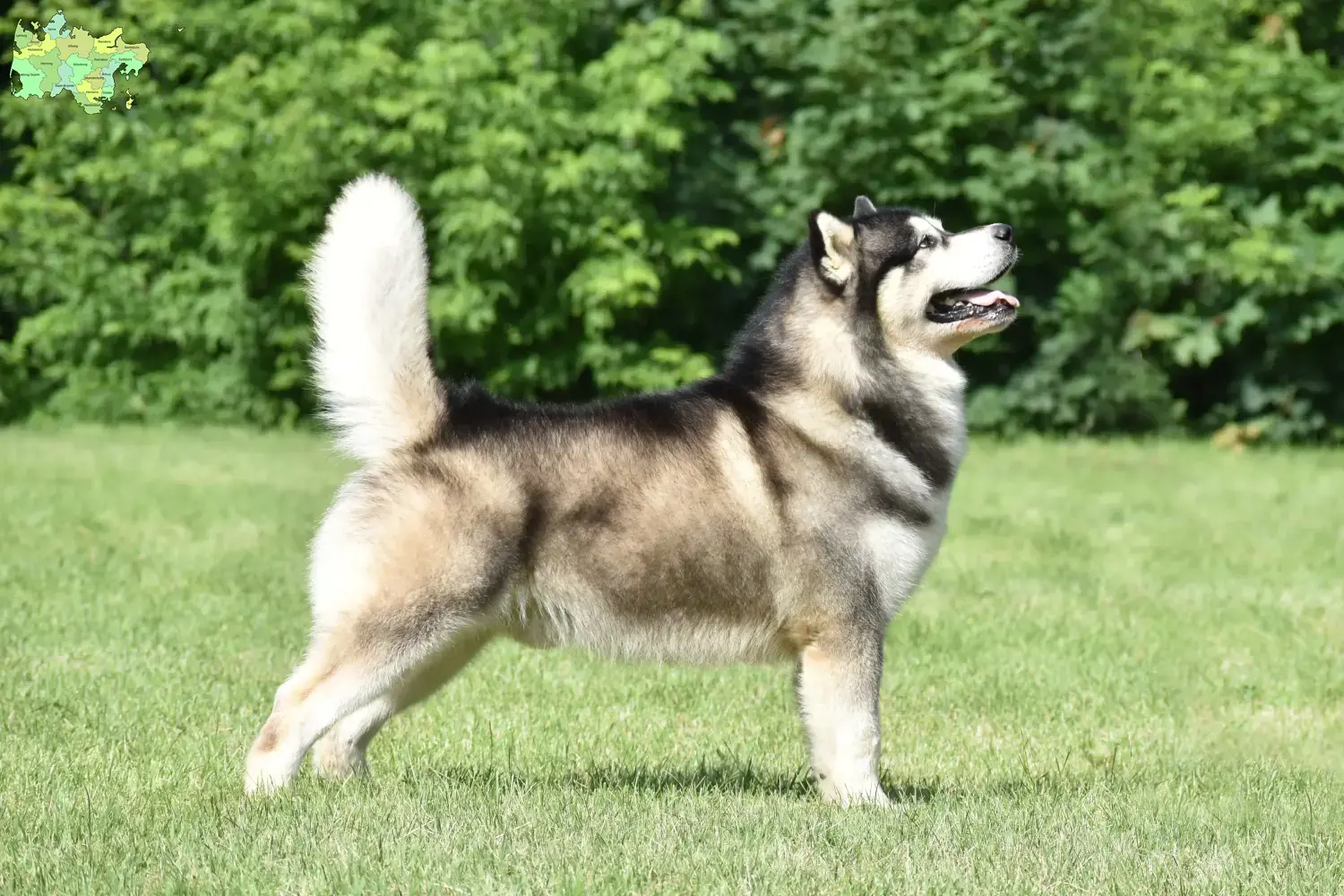 Alaskan Malamute puppies and breeders Midtjylland Find Alaskan Malamutes breeders in Midtjylland.