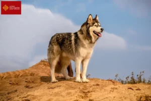 Read more about the article Alaskan Malamute breeders and puppies in Occitania