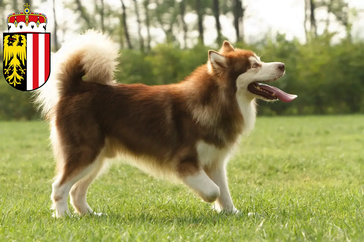Alaskan Malamute puppies and breeders Upper Austria Here you can find Alaskan Malamutes breeders in Upper Austria.