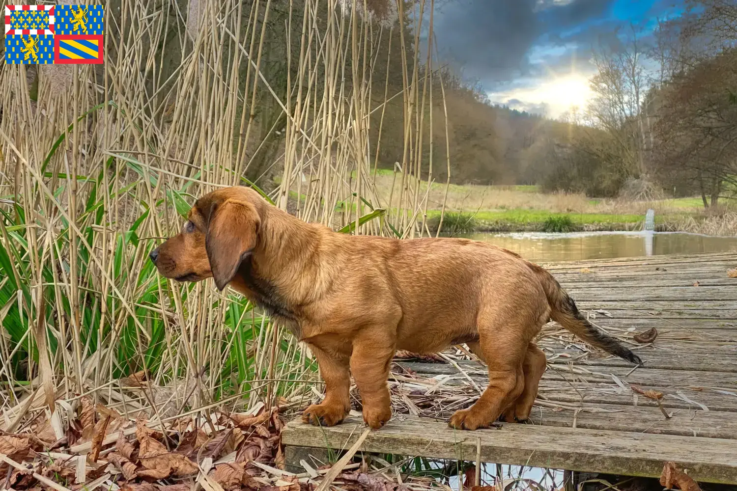 Alpine Dachsbracke puppies and breeders Bourgogne-Franche-Comté Here you can find Alpine Dachsbracken breeders in Bourgogne-Franche-Comté.