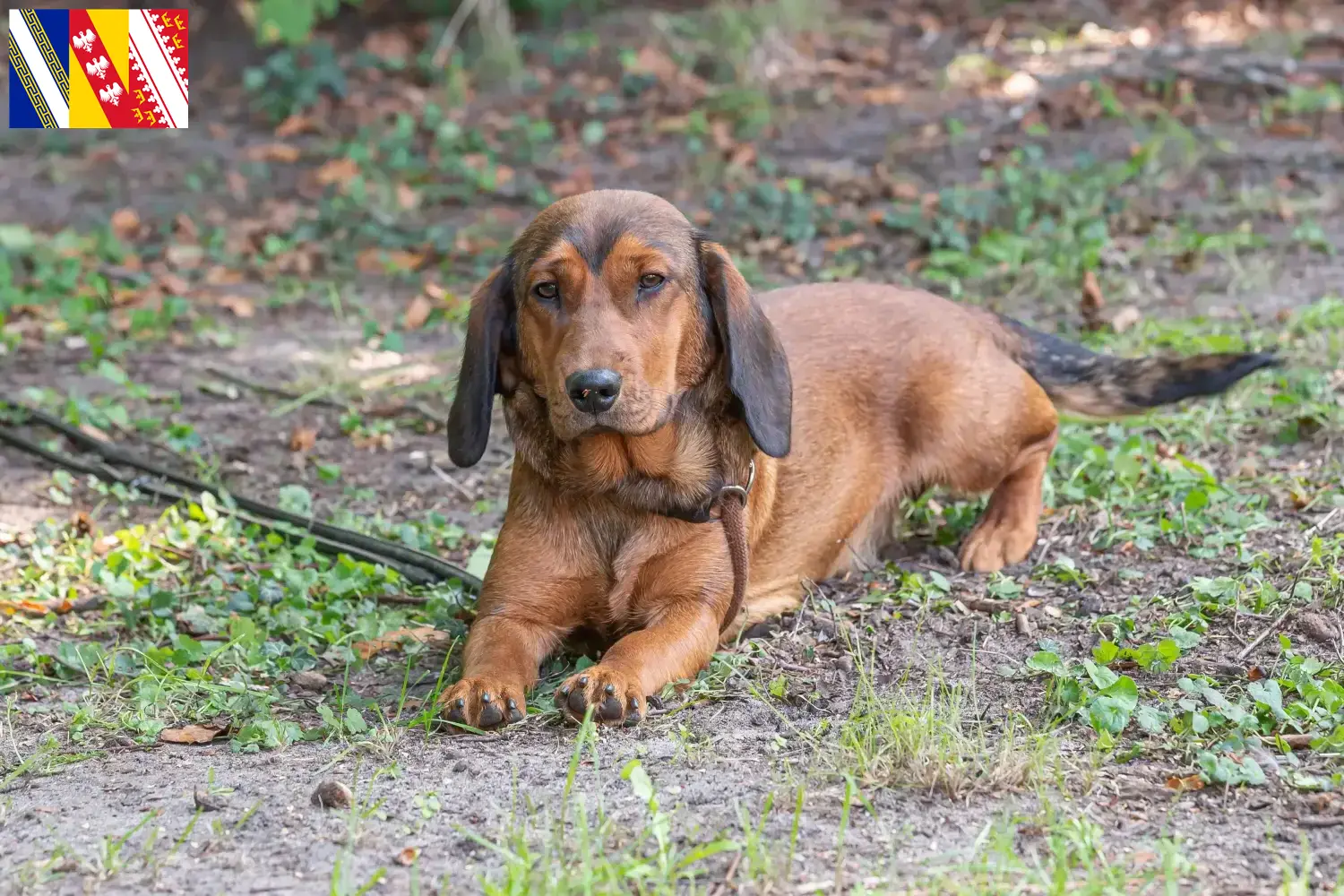 Alpine Dachsbracke puppies and breeder Grand Est Find here Alpine Dachsbracken breeders in Grand Est.