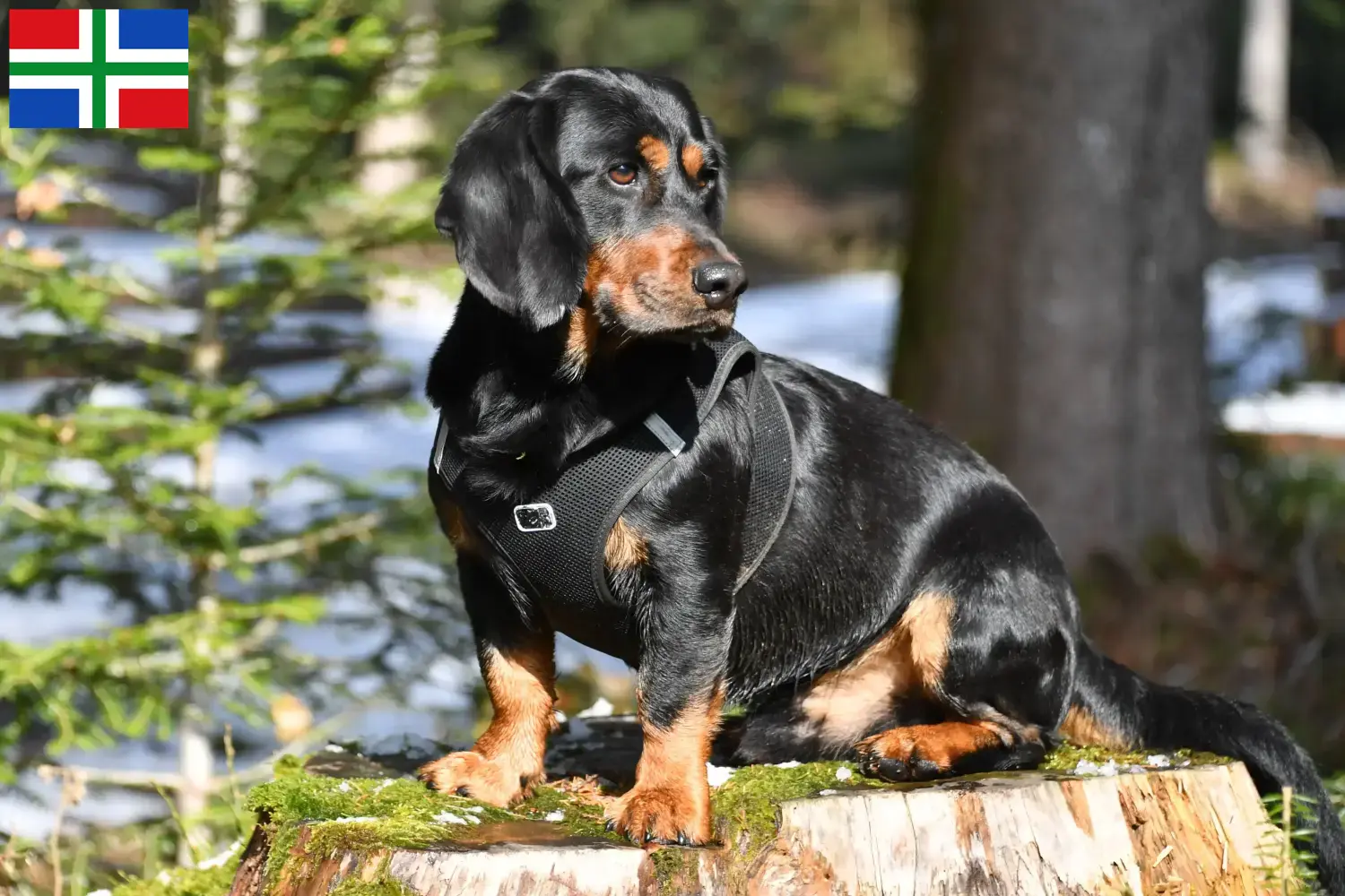 Alpine Dachsbracke puppies and breeders Groningen Here you can find Alpine Dachsbracken breeders in Groningen.