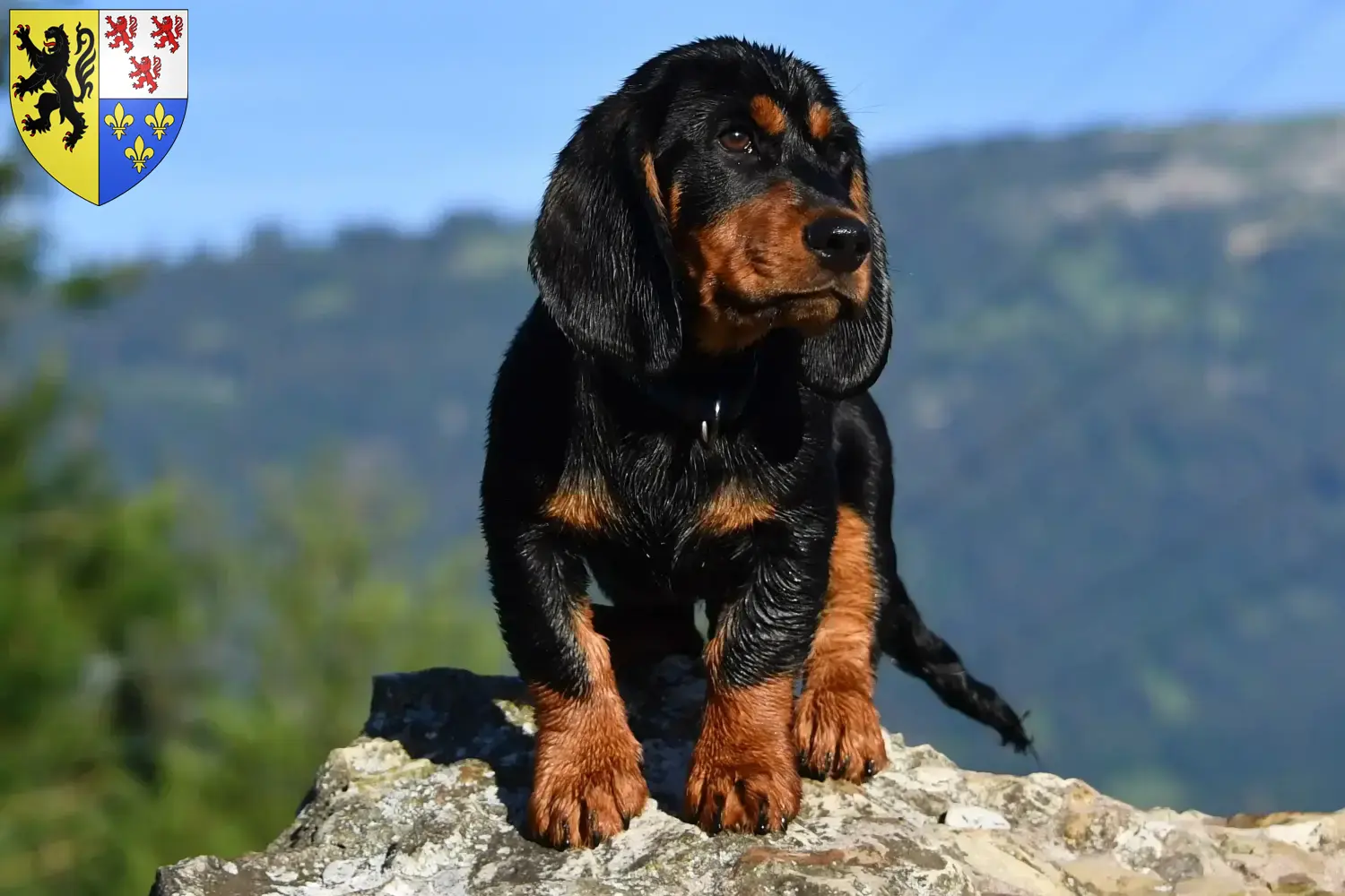 Alpine Dachsbracke puppies and breeders Hauts-de-France Find here Alpine Dachsbracken breeders in Hauts-de-France.