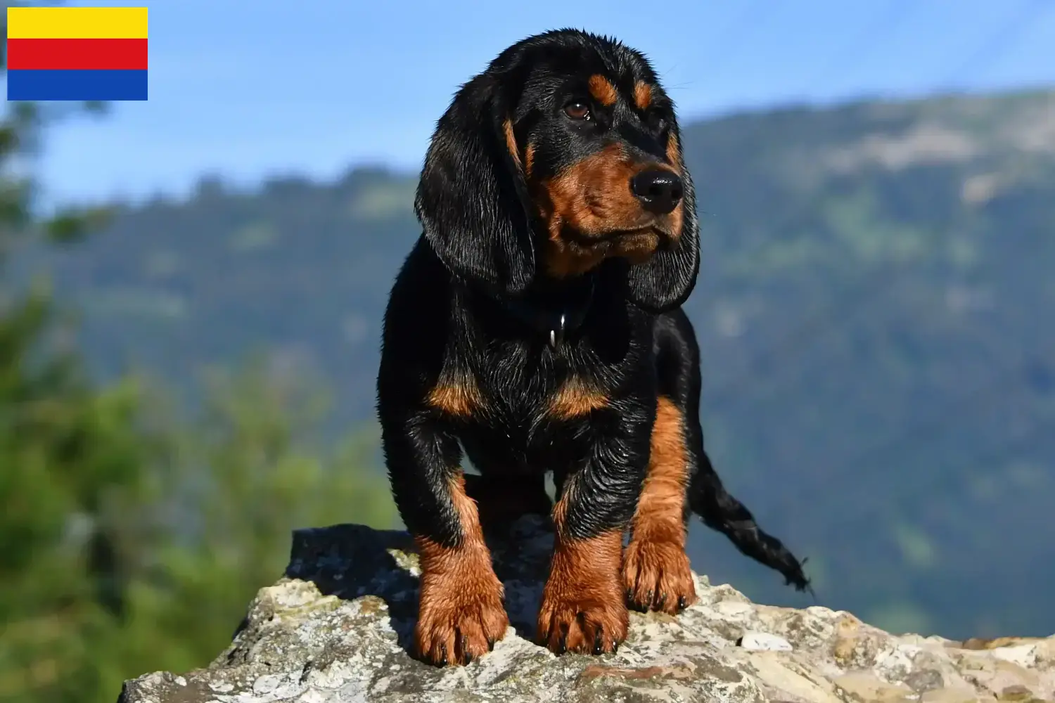 Alpine Dachsbracke puppies and breeders North Holland Here you can find Alpine Dachsbracken breeders in North Holland.