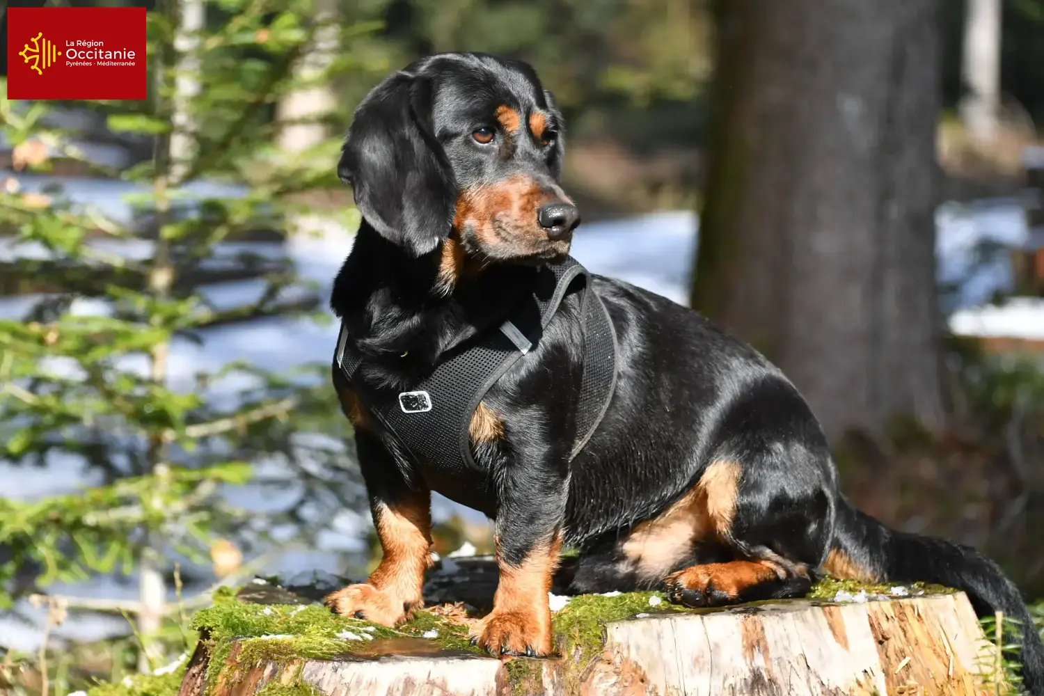 Alpine Dachsbracke puppies and breeders Occitania Here you can find Alpine Dachsbracken breeders in Occitania.