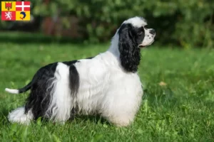 Read more about the article American Cocker Spaniel breeders and puppies in Auvergne-Rhône-Alpes