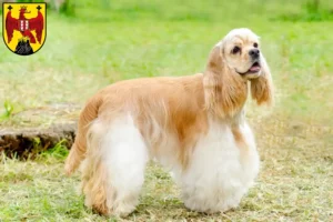 Read more about the article American Cocker Spaniel breeders and puppies in Burgenland