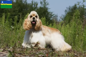 Read more about the article American Cocker Spaniel breeders and puppies in Flevoland