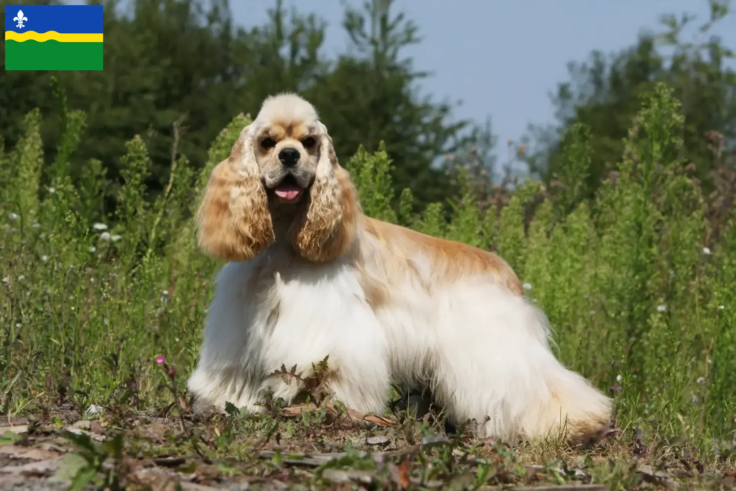 American Cocker Spaniel puppies and breeders Flevoland Find here American Cocker Spaniels breeders in Flevoland.