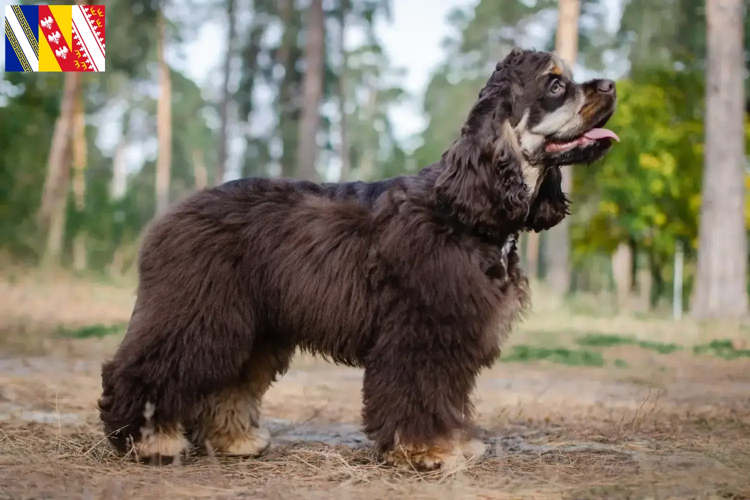 Read more about the article American Cocker Spaniel breeders and puppies in Grand Est
