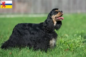 Read more about the article American Cocker Spaniel breeder and puppies in Limburg
