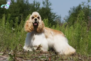 Read more about the article American Cocker Spaniel breeders and puppies in Nordjylland