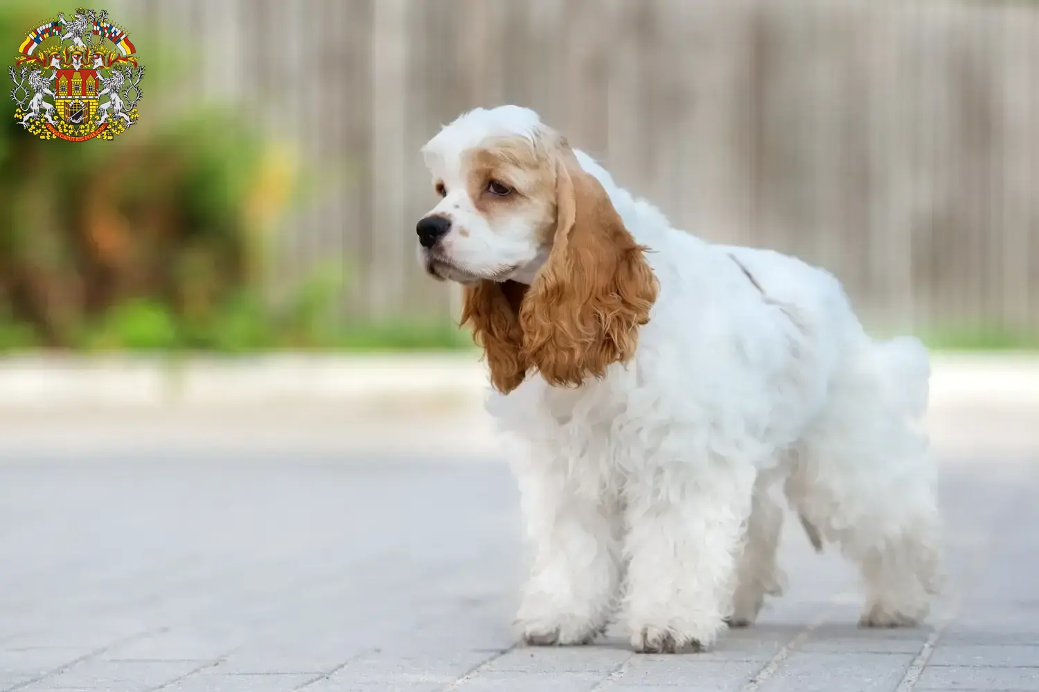 Read more about the article American Cocker Spaniel breeders and puppies in Prague