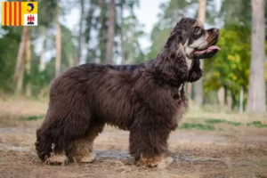 Read more about the article American Cocker Spaniel breeders and puppies in Provence-Alpes-Côte d’Azur