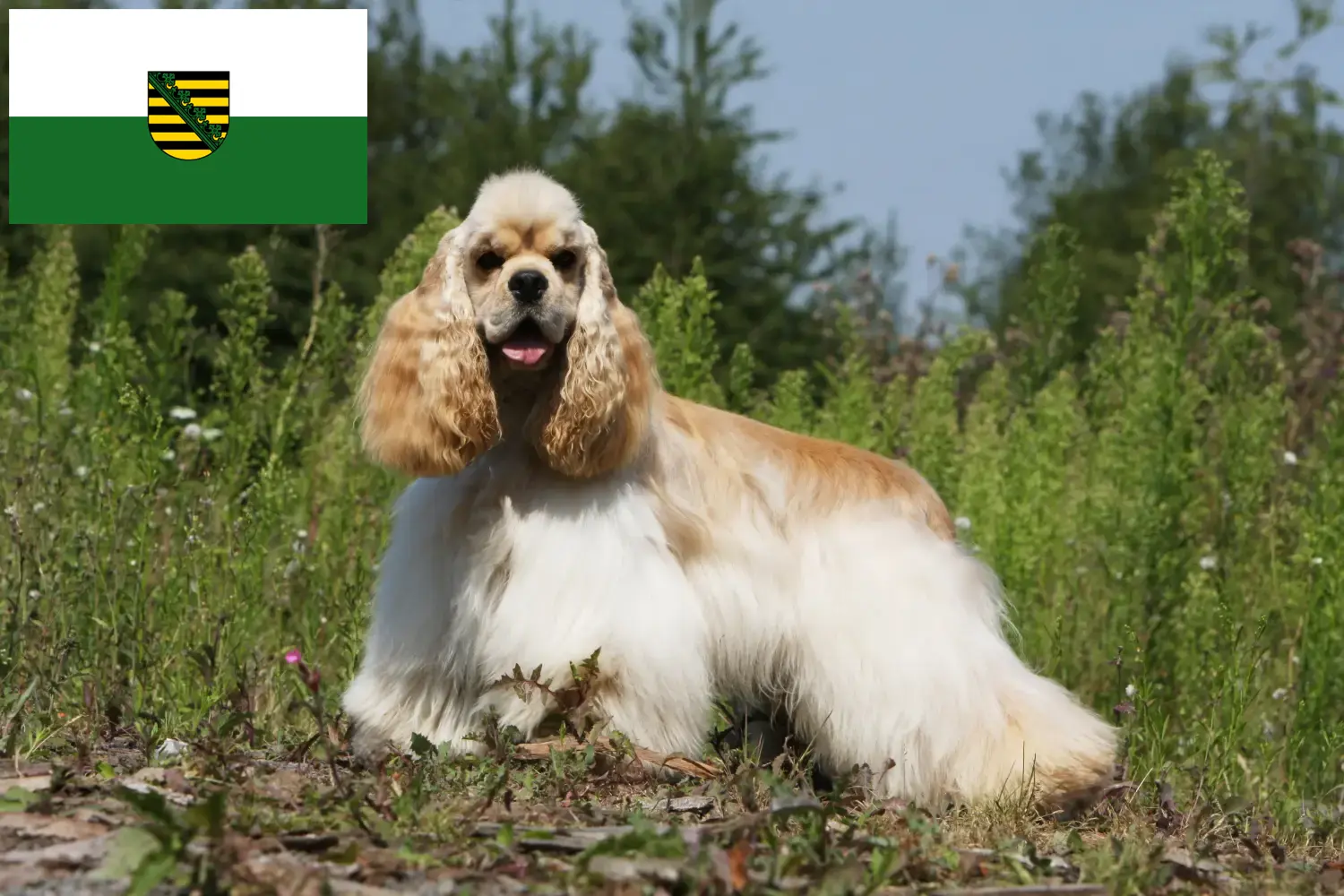 American Cocker Spaniel puppies and breeder Saxony Here you can find American Cocker Spaniels breeders in Saxony.