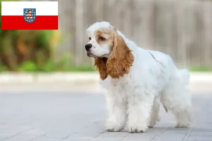 Read more about the article American Cocker Spaniel breeders and puppies in Thuringia
