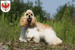 Read more about the article American Cocker Spaniel breeders and puppies in Tyrol