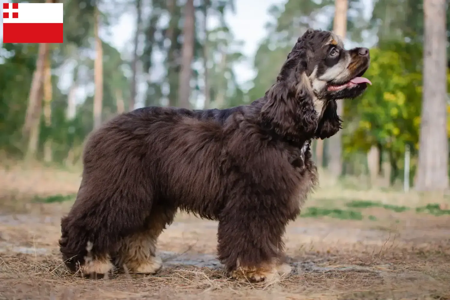 Read more about the article American Cocker Spaniel breeder and puppies in Utrecht