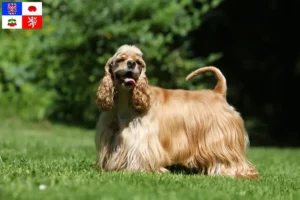 Read more about the article American Cocker Spaniel breeder and puppies in Vysočina