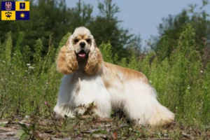 Read more about the article American Cocker Spaniel breeders and puppies in Zlín