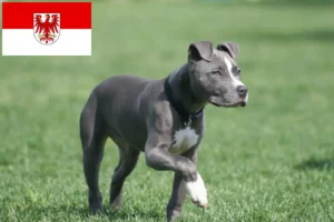 Read more about the article American Staffordshire Terrier breeders and puppies in Brandenburg