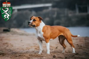 Read more about the article American Staffordshire Terrier breeders and puppies in Styria