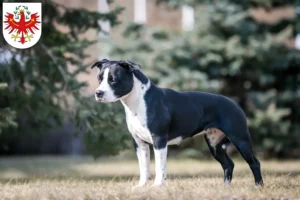 Read more about the article American Staffordshire Terrier breeders and puppies in Tyrol