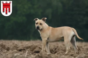 Read more about the article American Staffordshire Terrier breeders and puppies in Vorarlberg