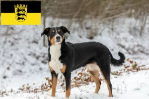 Read more about the article Appenzell Mountain Dog Breeder and Puppies in Baden-Württemberg