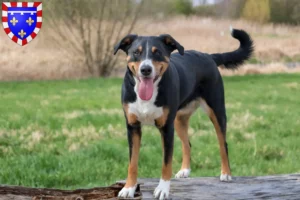 Read more about the article Appenzell Mountain Dog breeder and puppies in Centre-Val de Loire