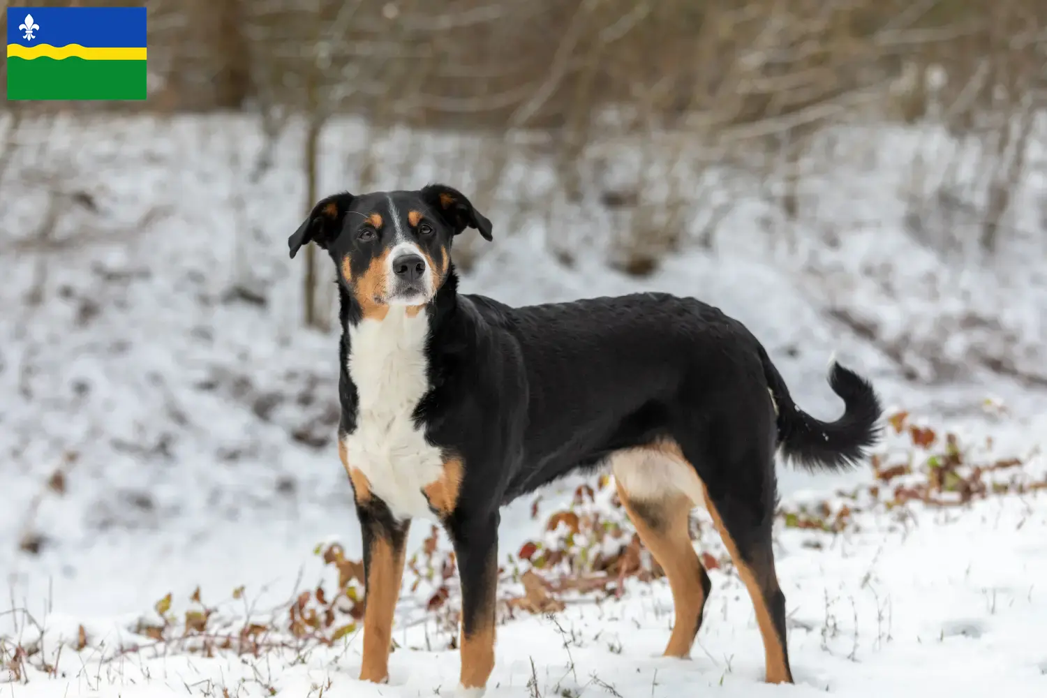Appenzell Mountain Dog puppies and breeders Flevoland Find Appenzell Mountain Dog breeders in Flevoland.